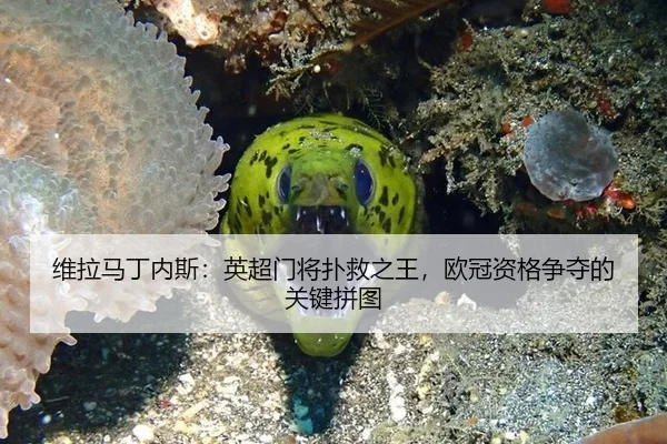 wei-la-ma-ding-nei-si-ying-chao-men-jiang-pu-jiu-zhi-wang-ou-guan-zi-ge-zheng-duo-de-guan-jian-pin-tu-2-531.jpg